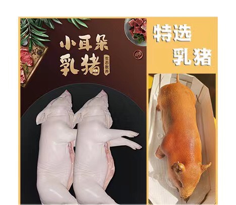 乳猪花猪土白猪