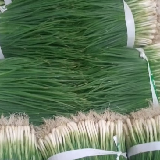 遂溪县香葱
