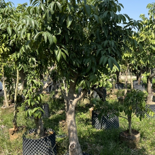 惠州桂味荔枝庭院户外种植