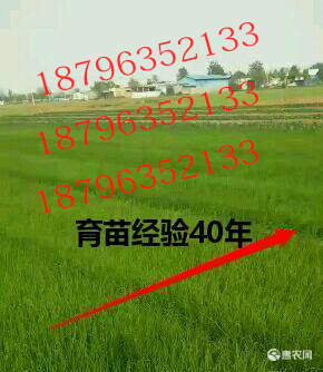 丰县优质洋葱苗直销，品种齐全,40多年育苗经验，可技术指导！