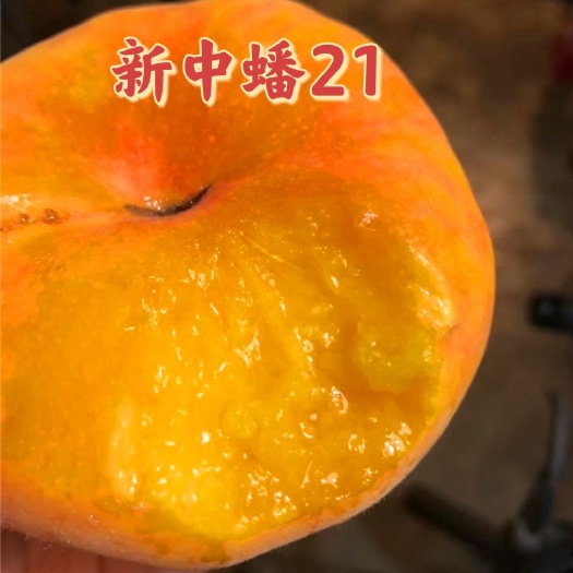 武陟县新中蟠21～8月下旬成熟