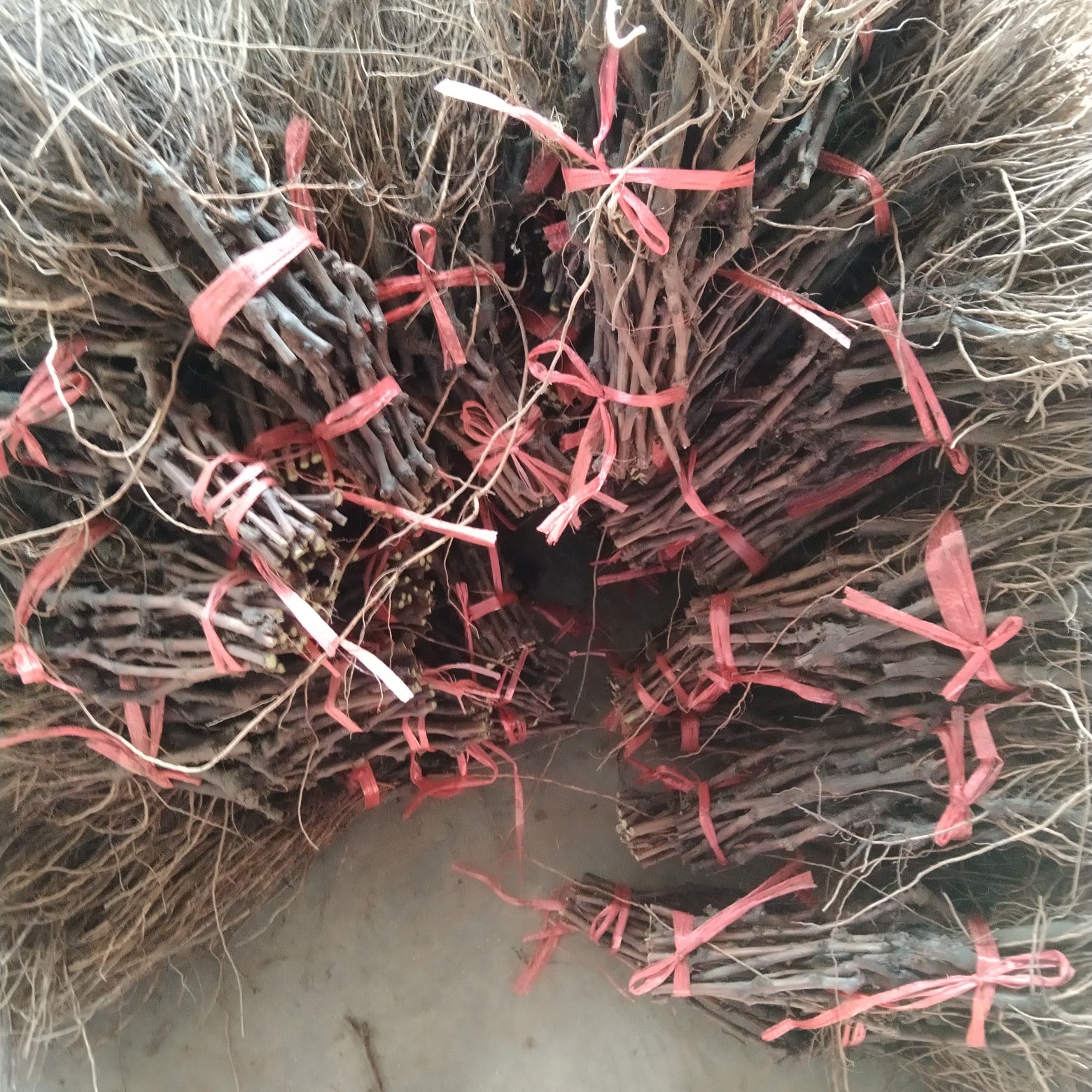里扎马特葡萄苗，颗粒大，特别甜，耐储运