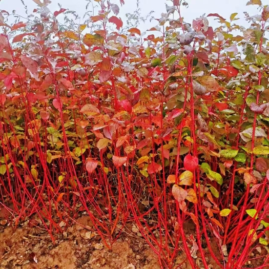 红瑞木 偃福莱木 小苗及工程用苗 花灌木 规格齐全 实地看苗