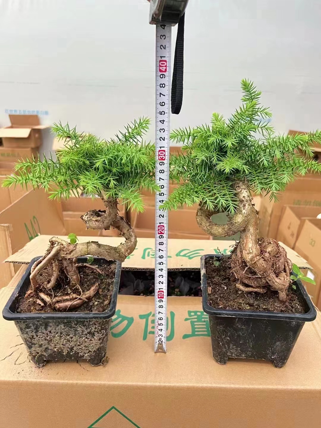 广州精品造型澳洲杉