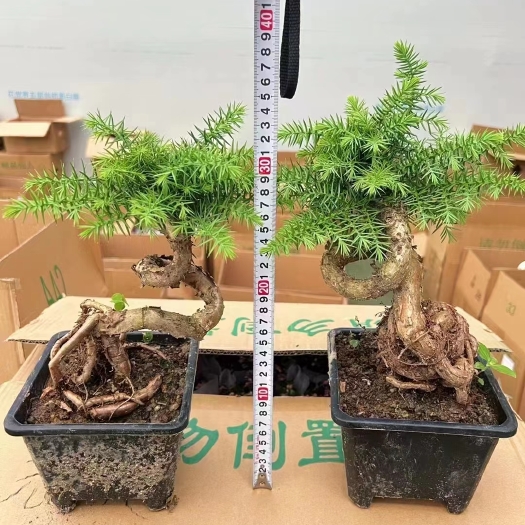 广州精品造型澳洲杉