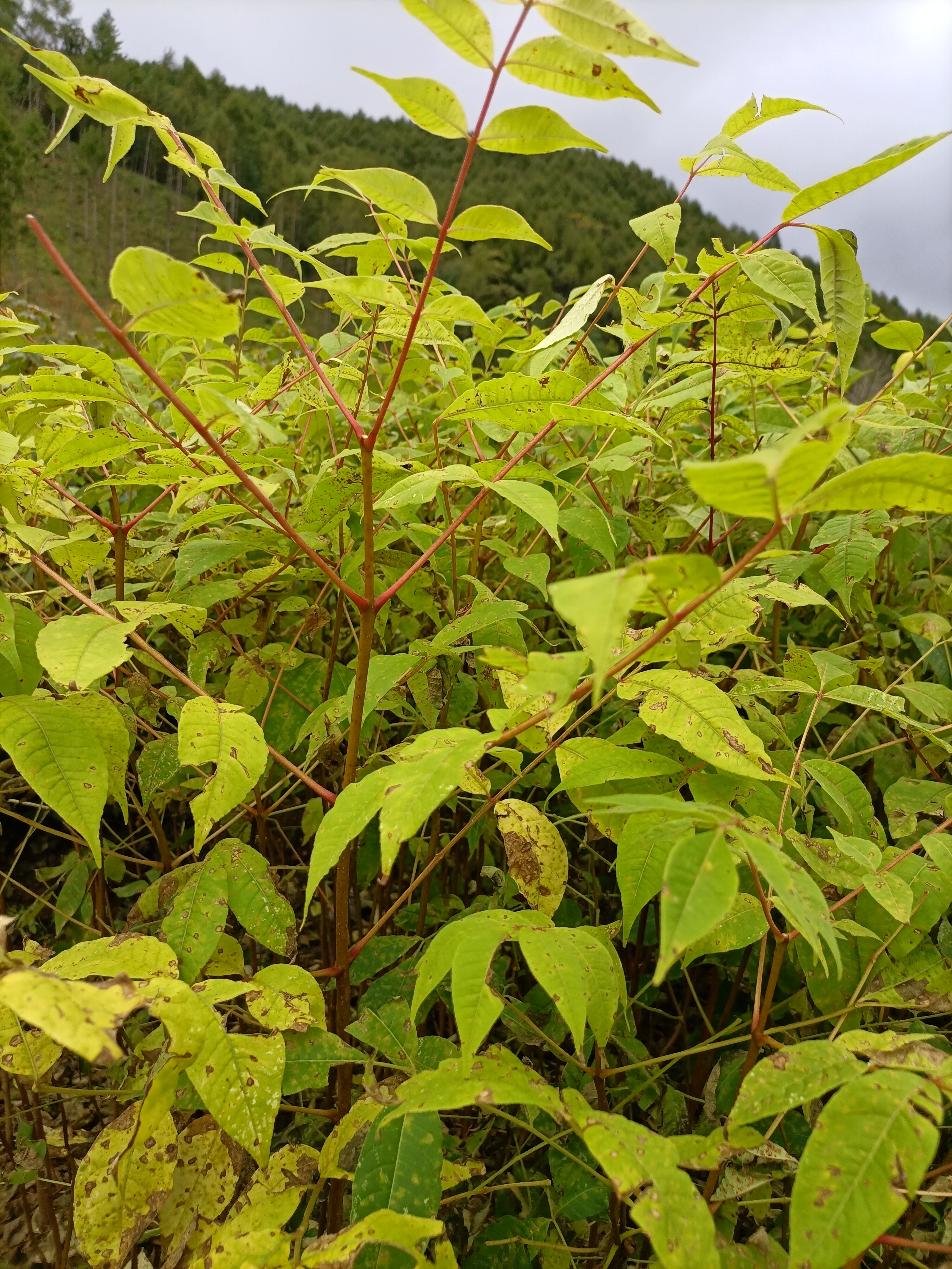 黃柏苗，一年生關黃柏樹苗