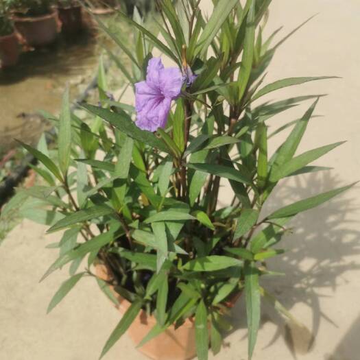 广州230萃芦莉