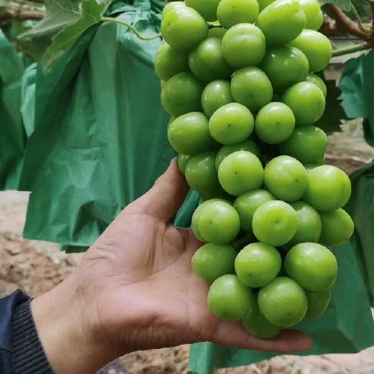 大荔县精品阳光玫瑰葡萄现货供应欢迎采购货源充足预售从速