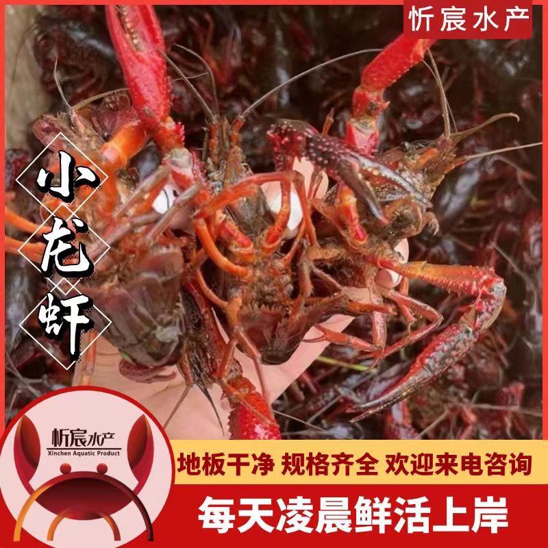 洪湖市湖北清水小龙虾龙虾