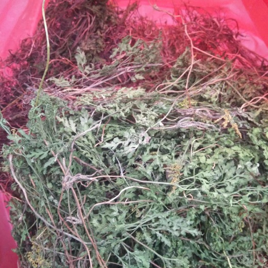 宁强县纯一朵云（小春花  阴地蕨) 新货水洗干货