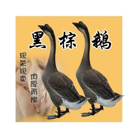 ɽض