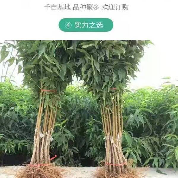 中油蟠15～8月上中旬成熟