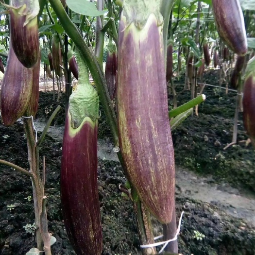 冰川茄（糯茄），皮薄肉滑 清甜可口，高海拔种植 各餐桌好食材