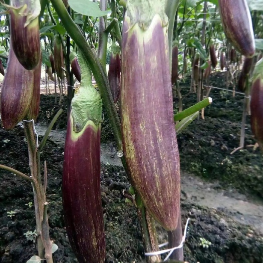 清远冰川茄（糯茄），皮薄肉滑 清甜可口，高海拔种植 各餐桌好食材