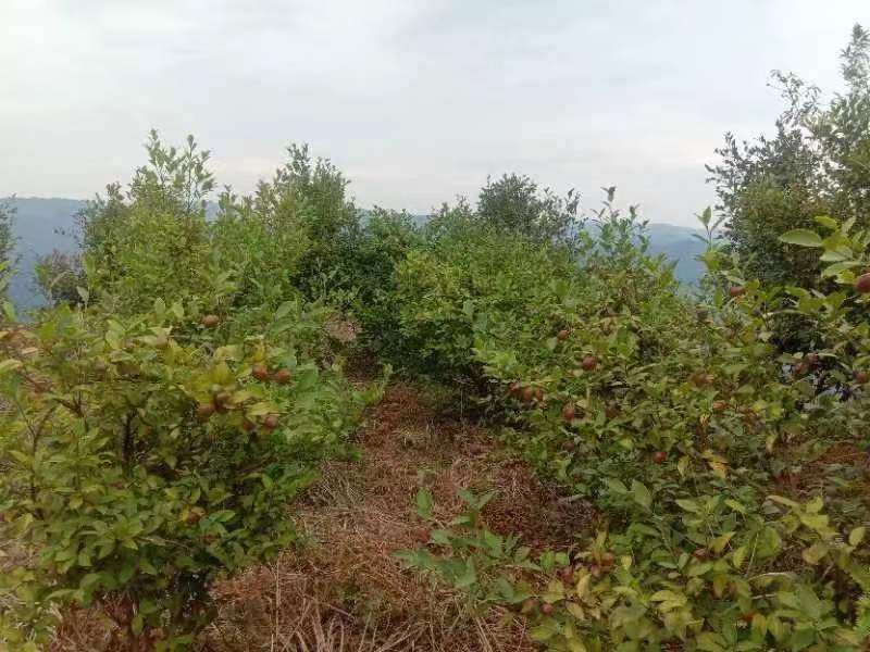 茶籽高山茶青果