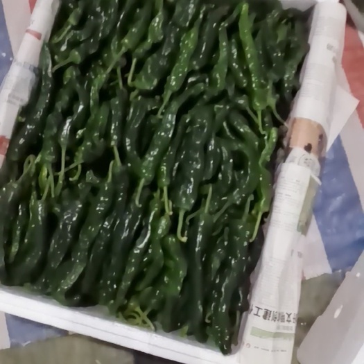 枣庄小皱辣椒