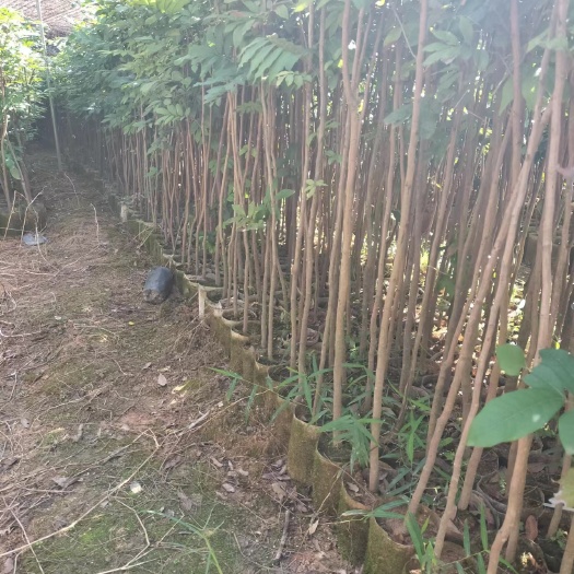 灵山县龙眼实生苗