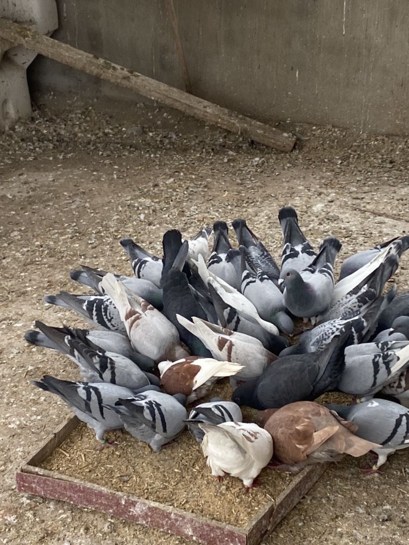 太和县长期提供淘汰肉鸽八两到1斤多左右。种鸽。老鸽子30只起批老鸽