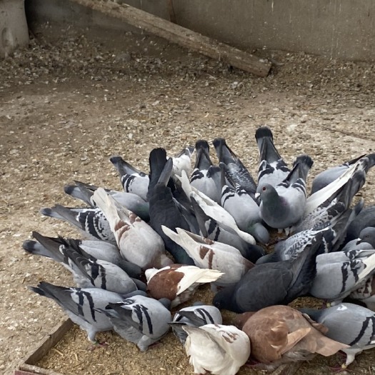太和县长期提供淘汰肉鸽八两到1斤多左右。种鸽。老鸽子30只起批老鸽
