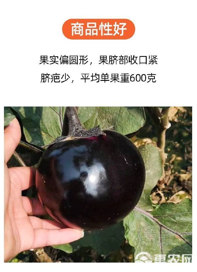 [一件代发]基地新鲜圆茄子黑茄子山东紫茄子烧烤茄子包邮