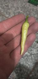 鹿邑县朝天椒，泡椒有需要的联系大量有货。