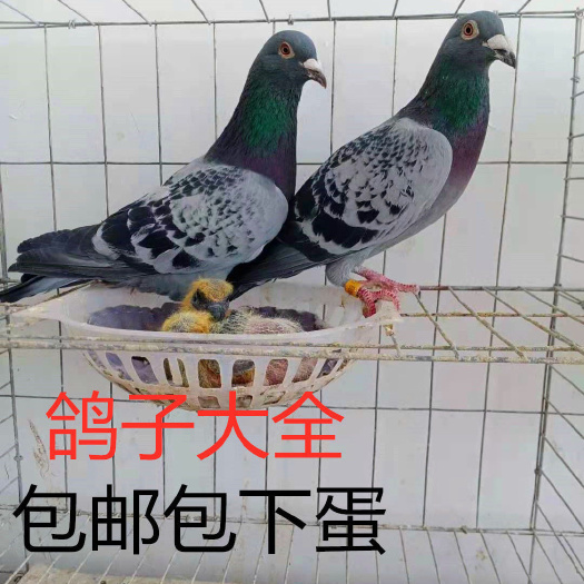 太和县鸽子活体包邮一对种鸽140发顺丰批发种鸽45一只买60只包邮