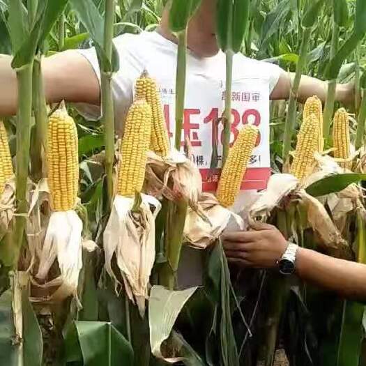 民权县颗玉188 科玉188每 高密植高抗倒伏品种
