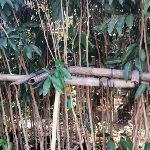灵山县荔枝实生苗