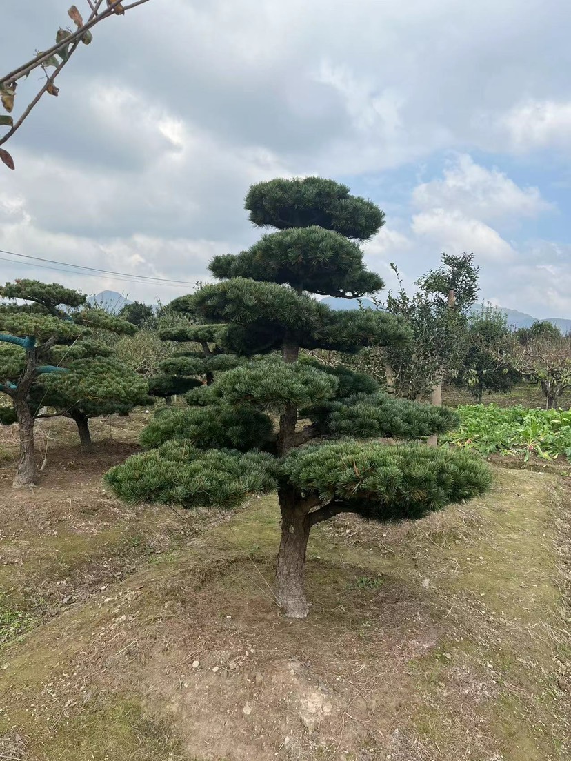 五针松造型五针松