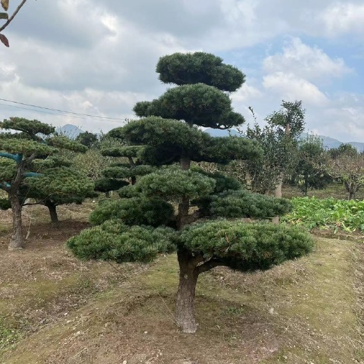 邳州市五针松造型五针松