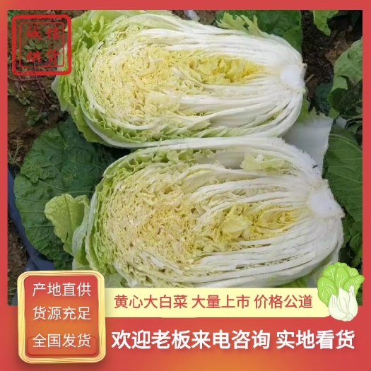 夏邑万亩精品白菜，口感好质量保证，产地直发