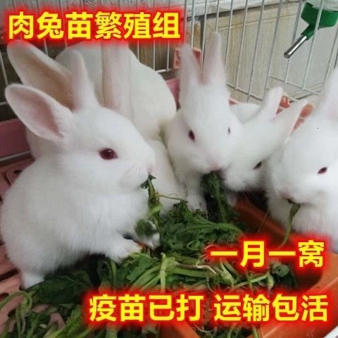 小兔子活体幼兔大型肉兔宠物兔月月兔好饲养繁殖能力强可食用