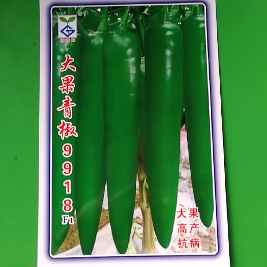 南昌大果青椒辣椒种子，大果，高产，抗病，肉厚，耐湿，无喳，好吃。