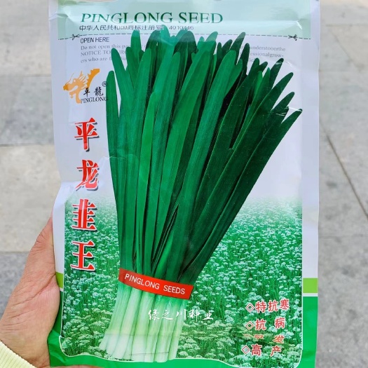 沭阳县特抗寒抗病休眠韭菜种子 平龙韭王韭菜新品种高产叶片深绿大叶韭