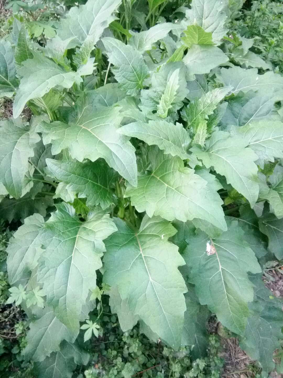 多年生牧草种子 串叶松香草种子 产量高达15吨