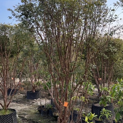 惠州嘉宝果树葡萄果树苗大树庭院工业区种植