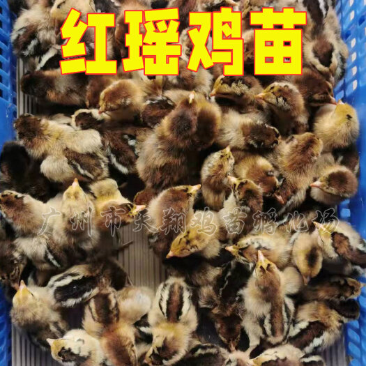 广州红瑶鸡苗 青脚鸡苗