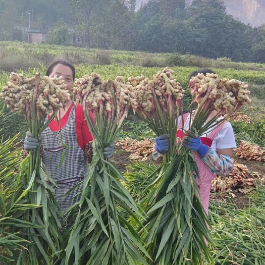 高山优质姜种库存