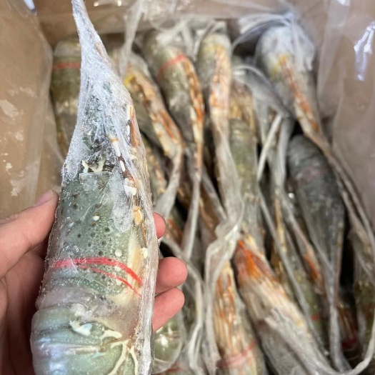 上海刺身级小青龙