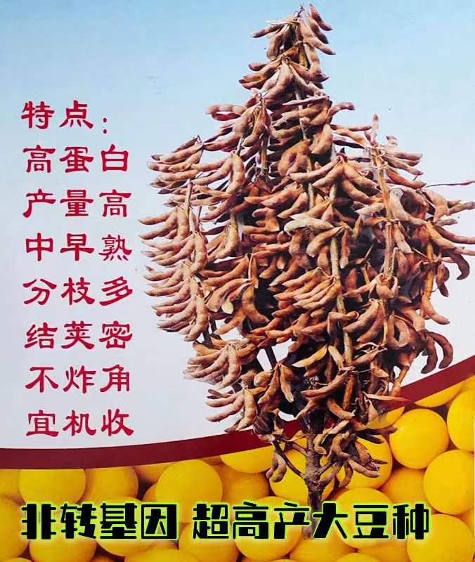 阜阳高产大豆种