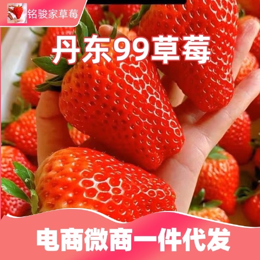 东港市红颜草莓  丹东九九草莓微商电商直供