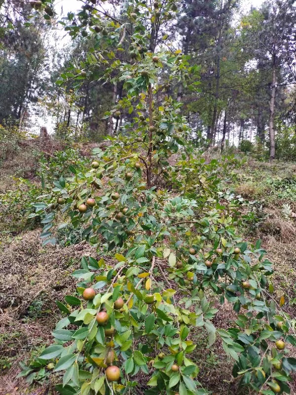 油茶籽