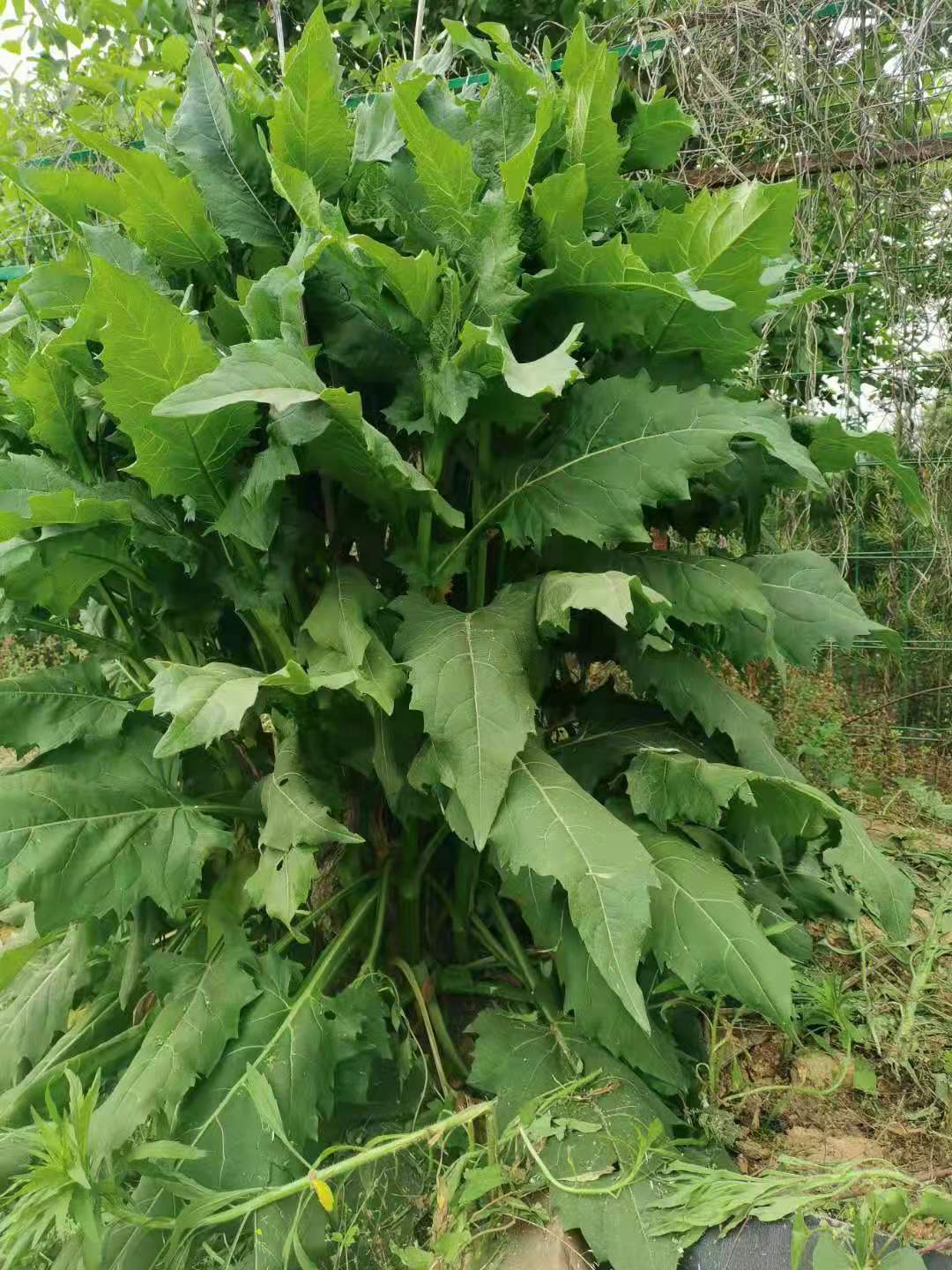 多年生牧草种子 串叶松香草种子 产量高达15吨