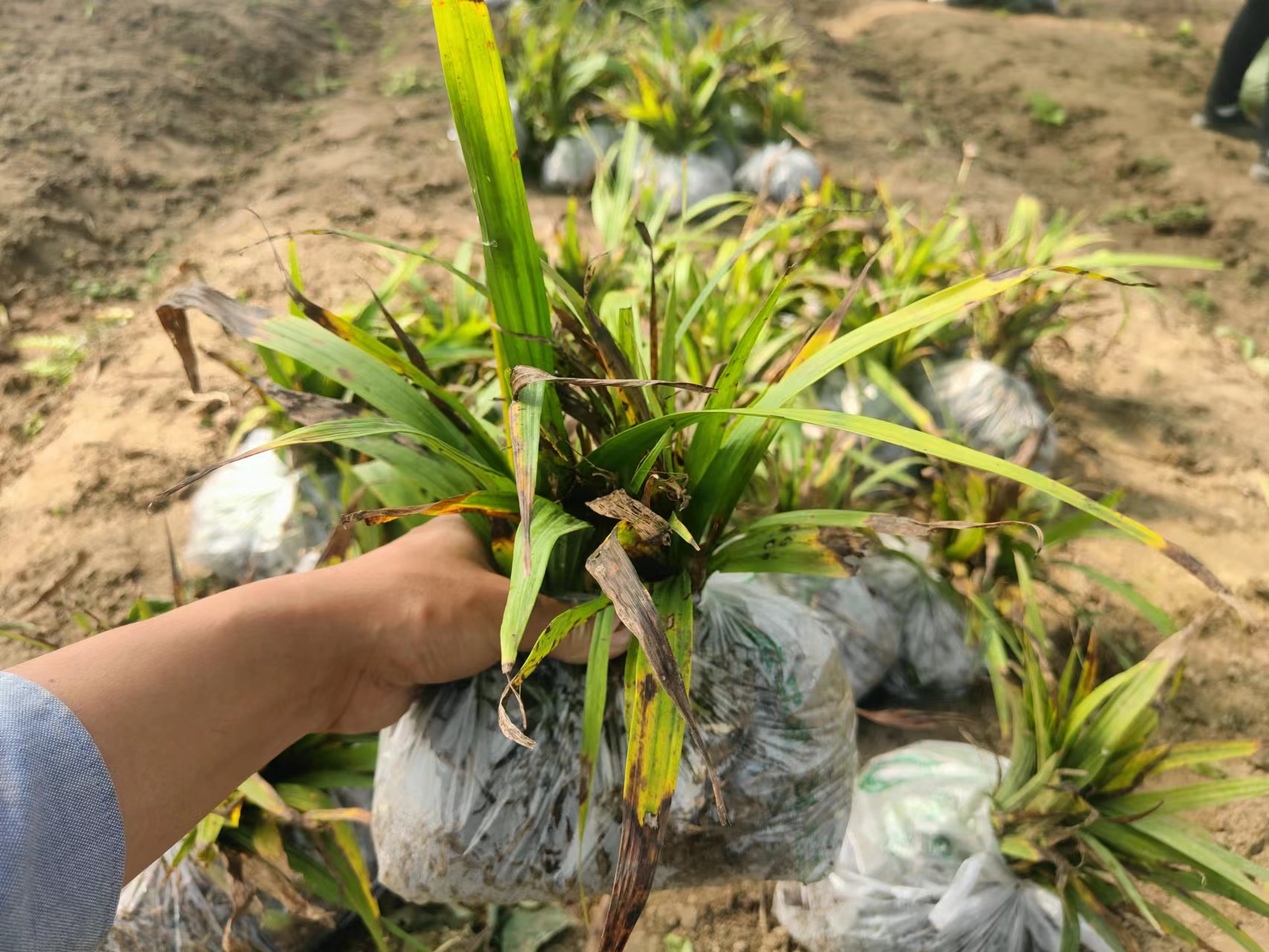 白芨苗 三叉紫花白芨种苗 宽叶白芨苗 药效好产量高