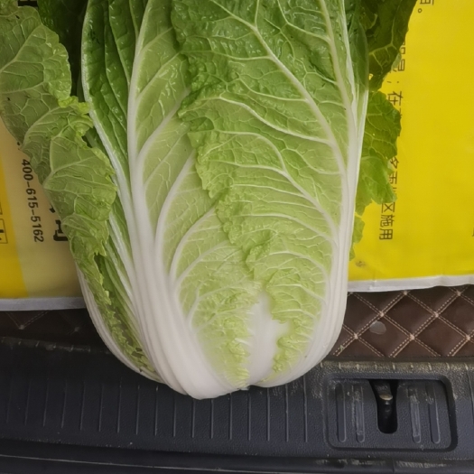 当阳市大白菜