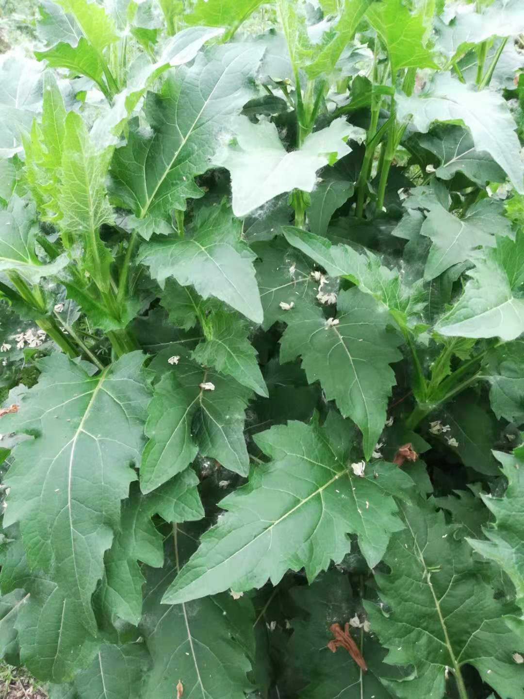 多年生牧草种子 串叶松香草种子 产量高达15吨