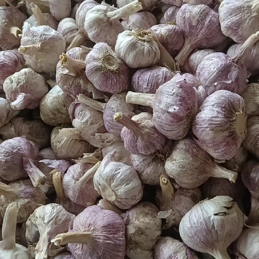 中牟县扒米厂直供各种品质规格的大蒜，红皮蒜，紫皮蒜，代收代存代买