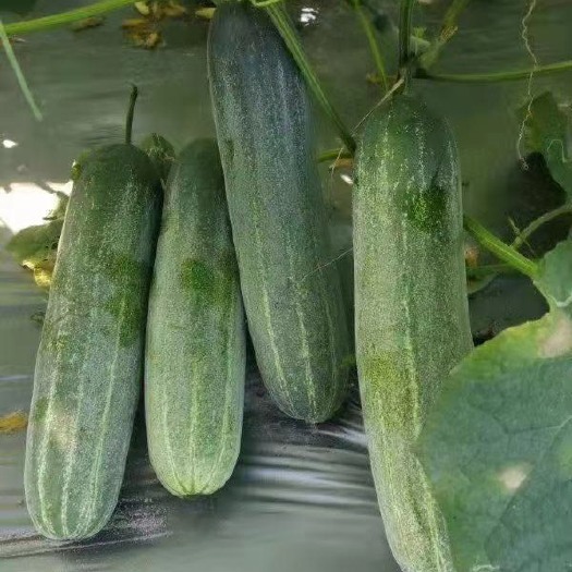 博罗县水果吊瓜苗（黄瓜苗）