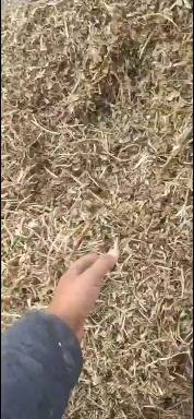 泗县一级花生秧