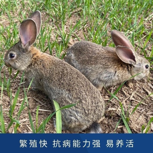 比利时兔子活体大型成年大兔子活物孕兔家养食用肉兔种兔苗可繁殖